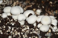 打造全國(guó)食用菌第一鎮(zhèn) 50億蘑菇小鎮(zhèn)項(xiàng)目簽約